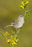 Image. Rufous-winged Sparrow