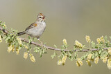 Image. Rufous-winged Sparrow