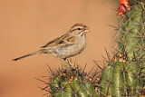 Image. Rufous-winged Sparrow