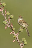 Image. Rufous-winged Sparrow