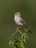 Image. Rufous-winged Sparrow