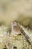 Image. Rufous-winged Sparrow