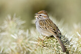 Image. Rufous-winged Sparrow