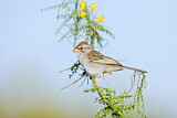 Image. Rufous-winged Sparrow