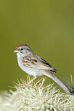 Image. Rufous-winged Sparrow