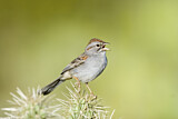 Image. Rufous-winged Sparrow