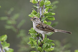 Image. Rufous-winged Sparrow