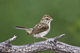 Image. Rufous-winged Sparrow