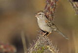 Image. Rufous-winged Sparrow