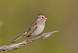 Image. Rufous-winged Sparrow