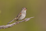 Image. Rufous-winged Sparrow