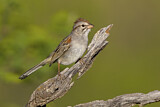 Image. Rufous-winged Sparrow