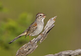 Image. Rufous-winged Sparrow