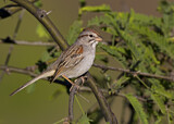 Image. Rufous-winged Sparrow