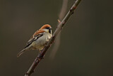 Image. Russet Sparrow