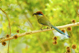 Image. Russet-crowned Motmot