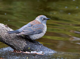 Image. Rusty Blackbird