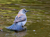 Image. Rusty Blackbird