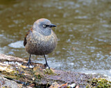 Image. Rusty Blackbird