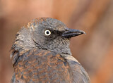 Image. Rusty Blackbird