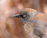Image. Rusty Blackbird