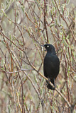 Image. Rusty Blackbird
