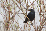 Image. Rusty Blackbird
