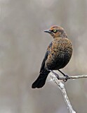Image. Rusty Blackbird