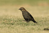 Image. Rusty Blackbird