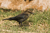 Image. Rusty Blackbird