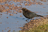 Image. Rusty Blackbird