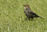 Image. Rusty Blackbird