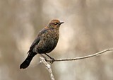 Image. Rusty Blackbird