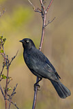 Image. Rusty Blackbird