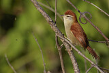 Image. Rusty-backed Spinetail