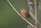 Image. Rusty-browed Warbling Finch
