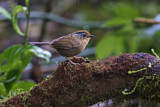 Image. Rusty-capped Fulvetta
