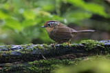 Image. Rusty-capped Fulvetta