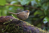 Image. Rusty-capped Fulvetta