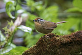 Image. Rusty-capped Fulvetta