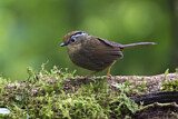 Image. Rusty-capped Fulvetta