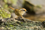 Image. Rusty-capped Fulvetta
