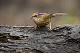 Image. Rusty-capped Fulvetta