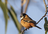 Image. Rusty-collared Seedeater