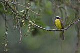 Image. Rusty-margined Flycatcher