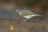 Image. Sängervireo