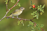 Image. Sängervireo