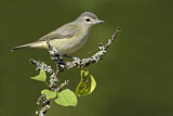 Image. Sängervireo