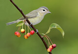 Image. Sängervireo