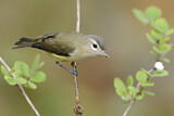 Image. Sängervireo